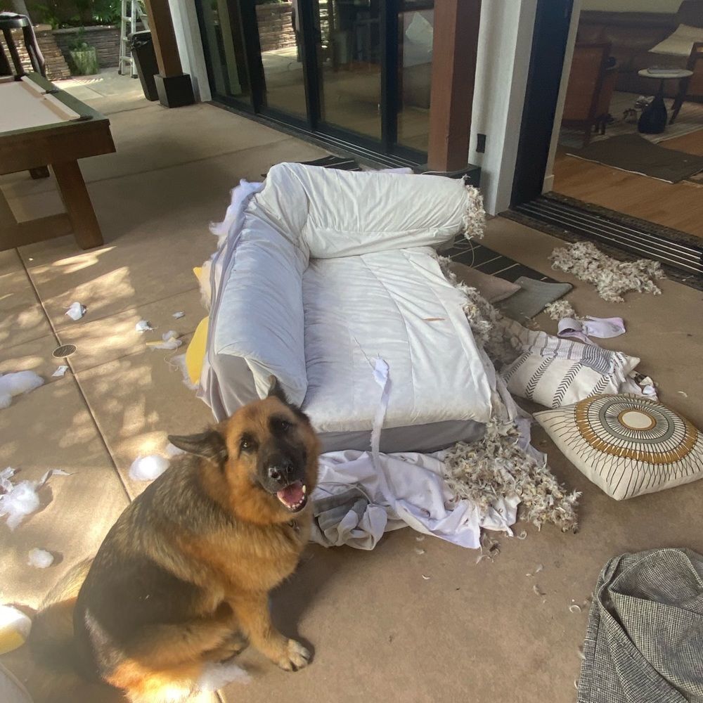 GERMAN SHEPHERD high-end designer, with an eye for deconstructed design Size XL